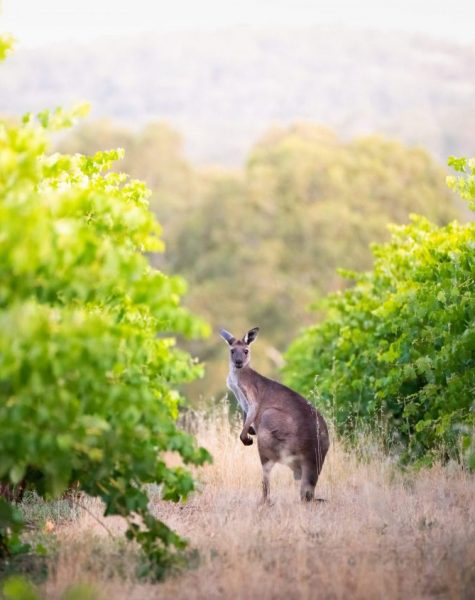 Kangaroo in South Australian vineyard